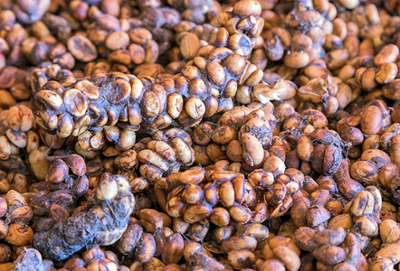 浆果KopiLuwak咖啡与吃樱桃的麝香猫相比高清图片