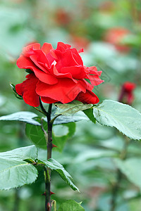 红玫瑰花卉园春季图片