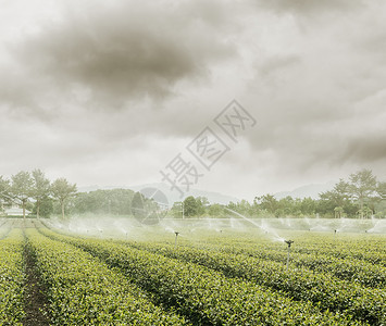 茶园的洒水器图片