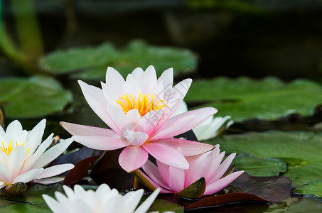 粉红莲花水上绿色图片