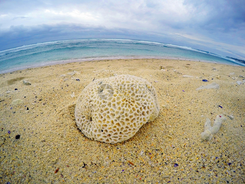 海滩上的死珊瑚印度洋留尼汪岛的图片