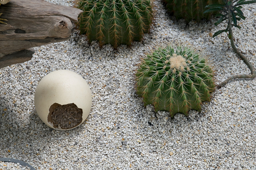沙漠中的鸵鸟蛋图片