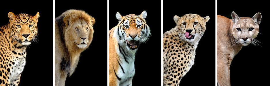 5只大野猫Leopard老虎狮子猎图片