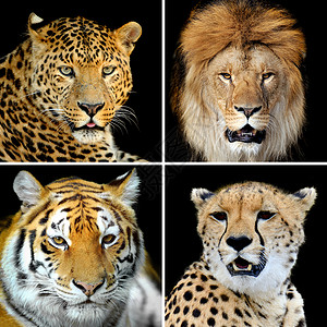 四只大野猫Leopard老虎图片