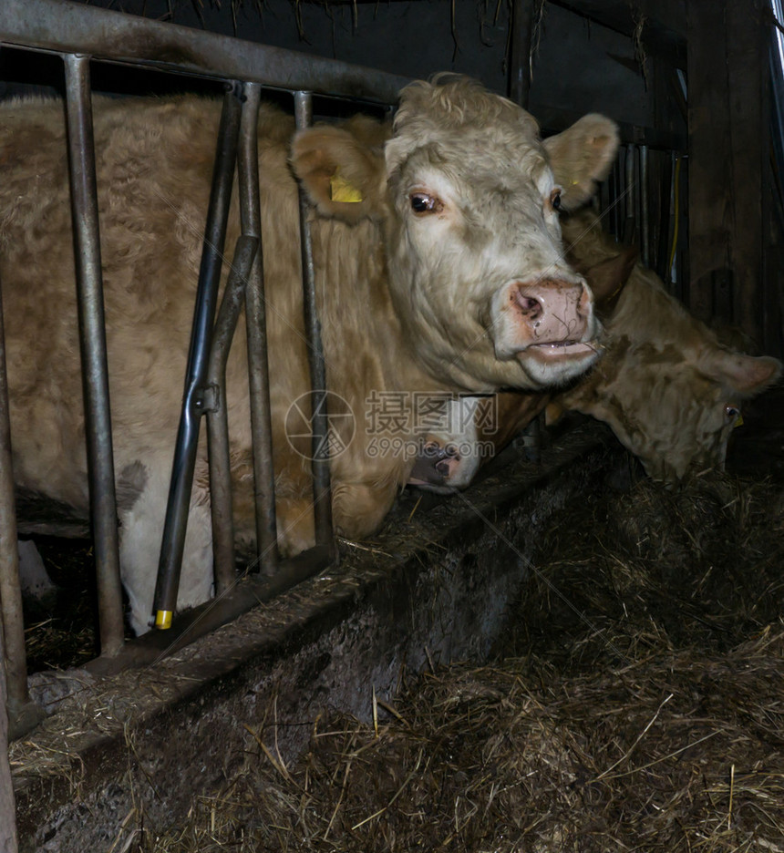 牛牲畜牛奶农场乳制品图片
