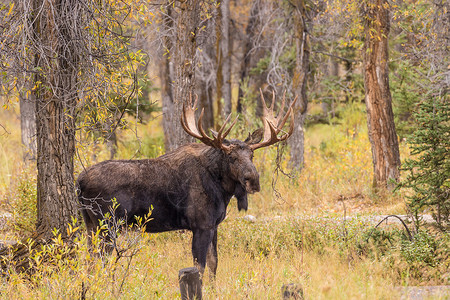 秋天怀俄明州的一只公牛雪拉斯驼鹿图片
