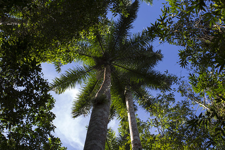 皇家棕榈树是古巴树图片