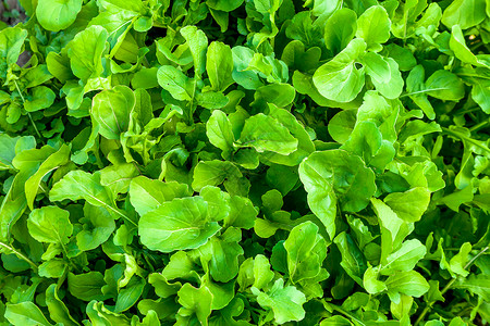 绿色芝麻菜叶健康食品背景图片