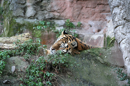老虎在岩石上休息图片