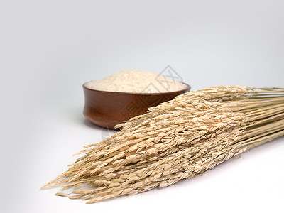 水稻种子放在白色背景上图片