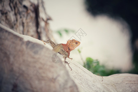 树上的棕色泰国蜥蜴图片