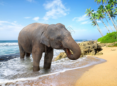 大象站在靠近海洋的海滩上图片