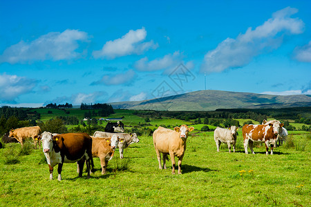 阳光牧场上的牛群图片
