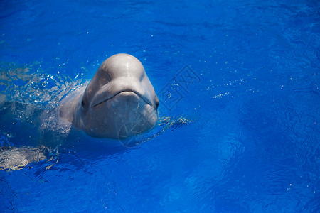 白鲸白鲸在水中背景图片