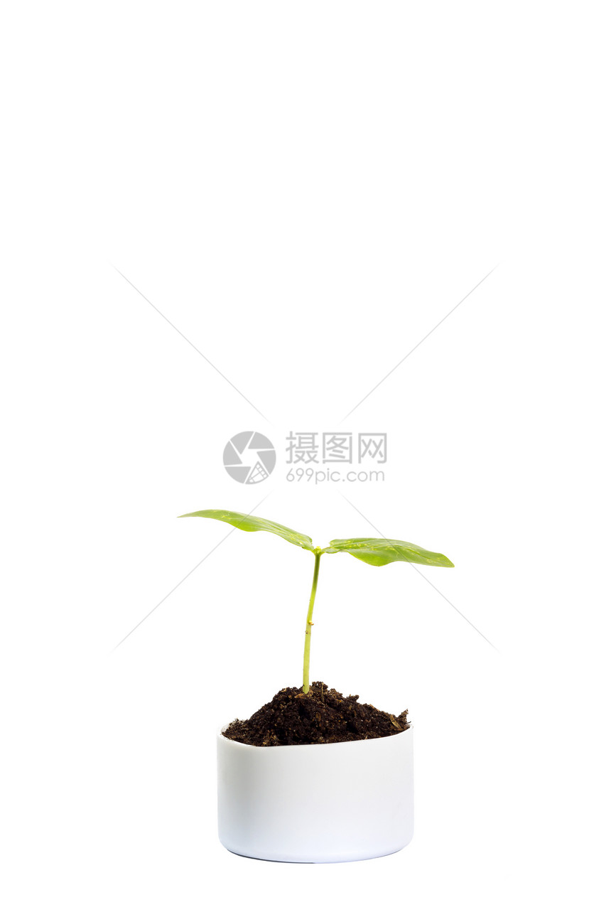 在白锅里生长的辣椒树苗图片