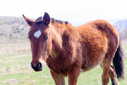春天在绿色草地上带着小马驹的母马图片