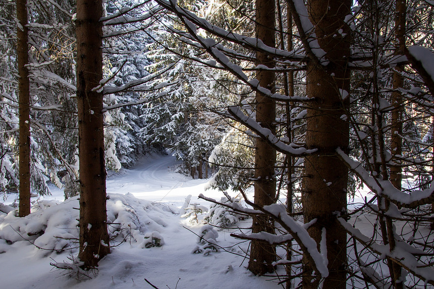 美丽的森林在冬天的背景图片