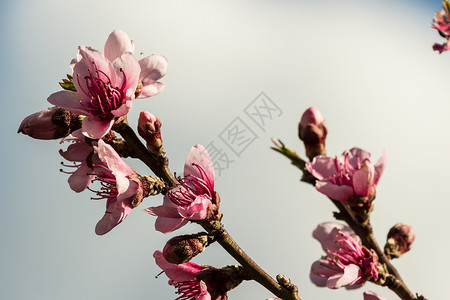 美丽春天的桃花图片