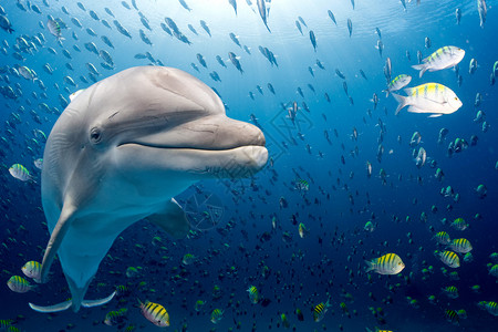 海豚在海洋背景的海图片