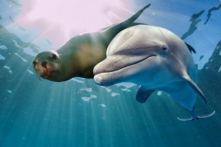 海豚和海狮海洋背景下水的图片