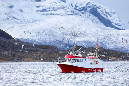 红渔船有很多鸟飞来去寒图片
