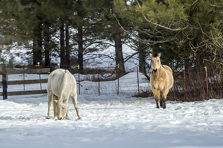 几匹马正在爱达荷州的豪瑟图片