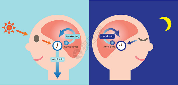 生物钟和睡眠唤醒周期图片