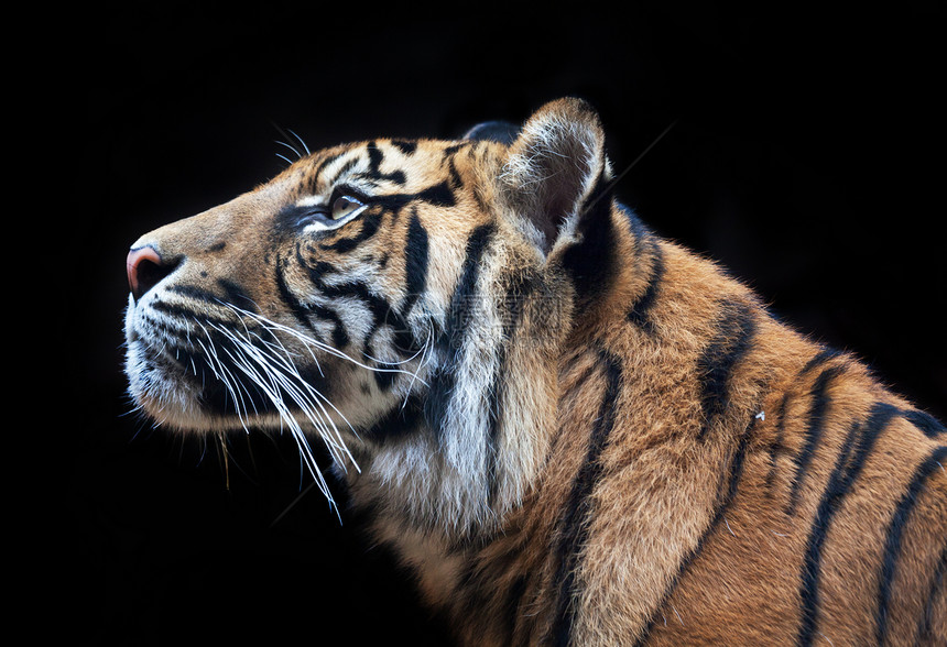苏门答腊虎是栖息在印度尼西亚苏门答腊岛的稀有虎亚种它在2008年被IUCN列为极度濒危物种图片