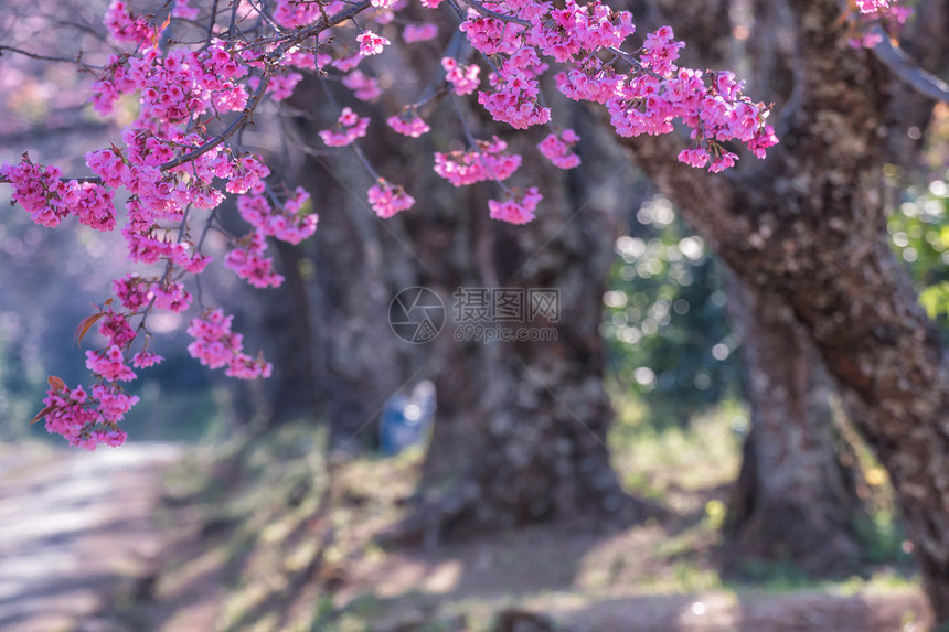 野生喜马拉雅樱花Prunus图片