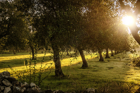 农村地貌橄榄树的行枝图片