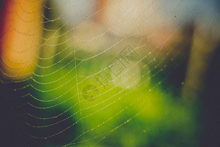 蜘蛛网或蜘蛛网对抗不集中的图片