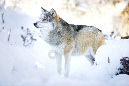 一头雪狼在寒冬日站在树林里地上和图片