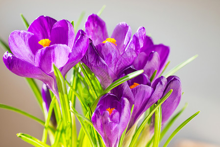 第一春花紫色玫瑰花束绿色叶子覆盖软焦点背景和复图片