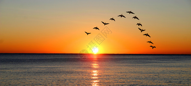 日落时在海洋上迁徙的图片