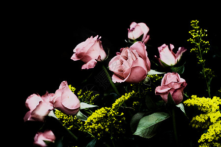 美丽的玫瑰花古代黑背景图片