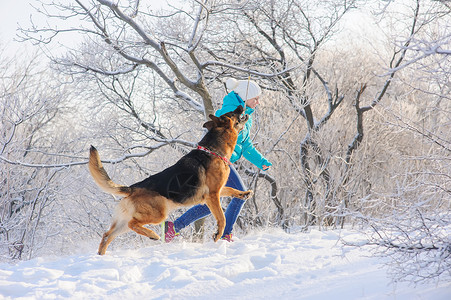 女孩训练她的德国牧羊犬德国牧羊犬在冬天阳光明媚的日子里玩具和他的情妇女孩在白雪覆盖的森林或灌木丛中遛她的德背景图片