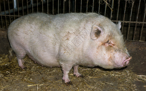 大猪猪家畜图片