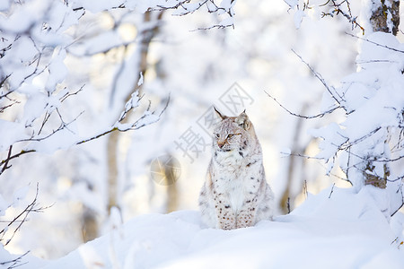 坐在冬季森林的寒雪中身陷寒冷雪中的一只年轻的欧洲小熊Lynx图片