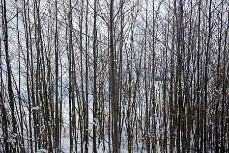 冬季森林与冬季交图片