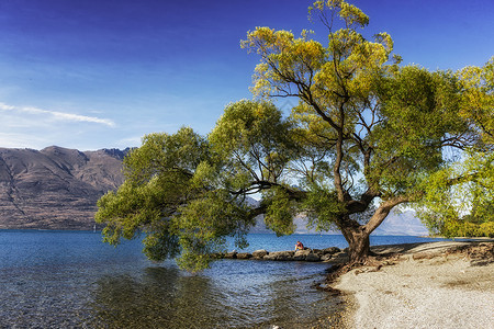 新西兰皇后镇瓦卡蒂普湖畔的一棵大树一个孤独的男在湖边休息图片