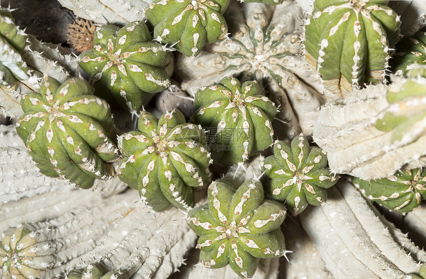 关闭Euphorbia离子体抗营养素植物图片