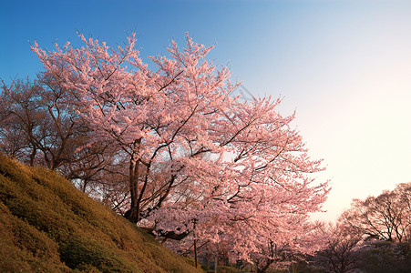 美丽的粉红樱花在日本京都清美津台图片