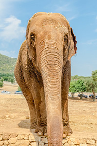 大象在动物园等待食物图片
