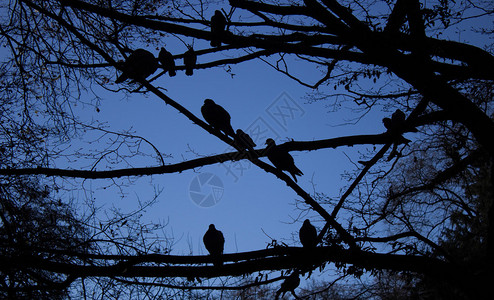 一群鸽子栖息在树上图片