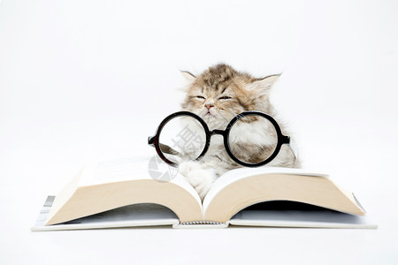 小波斯小猫睡在一本书上与图片