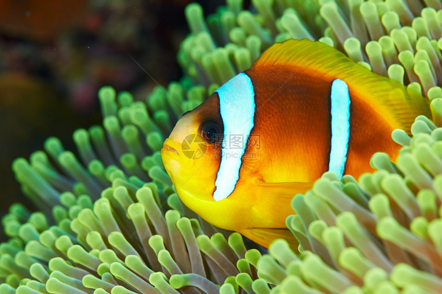 埃及红海的两带Anemone鱼Amphiprionbici图片