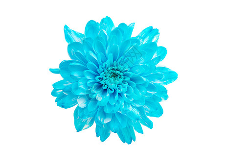 白色背景的蓝晶菊花朵Crysanthem图片