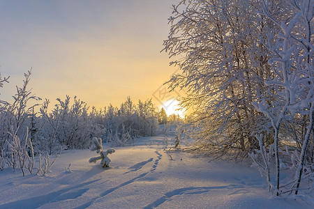 远北的冬季景观森林图片
