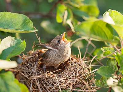 饥饿和被遗弃的幼鸟在巢里背景图片