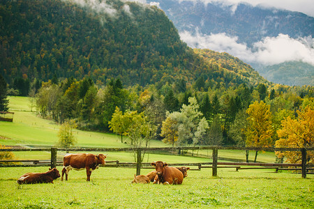 在阿尔卑斯山的绿草原上有木栅和多图片